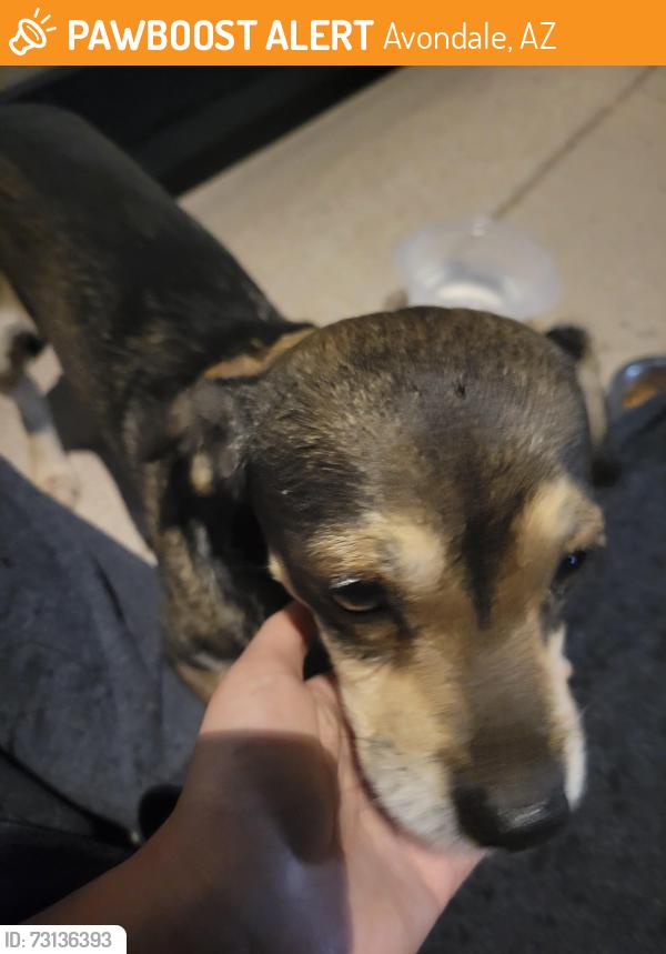 Found/Stray Male Dog last seen Buckeye rd, Avondale, AZ 85329