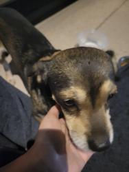 Found/Stray Male Dog last seen Buckeye rd, Avondale, AZ 85329