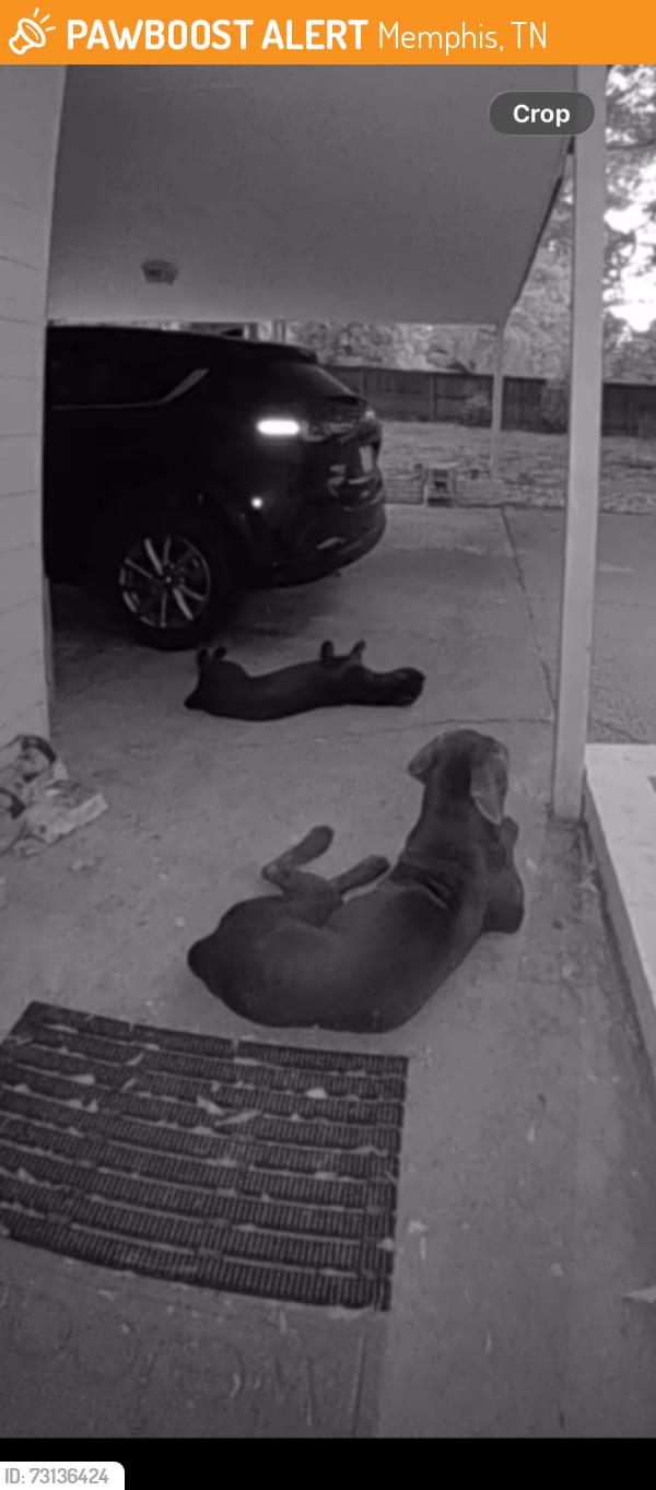 Found/Stray Unknown Dog last seen Poplar Pike & Kirby Pkwy, Memphis, TN 38119
