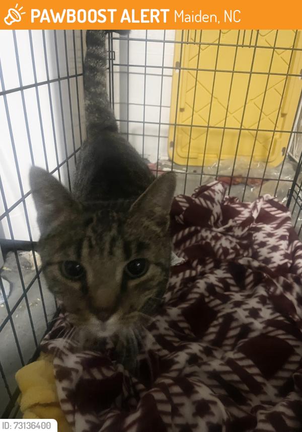 Found/Stray Female Cat last seen Food Lion in Maiden, Maiden, NC 28650