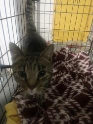 Found/Stray Female Cat last seen Food Lion in Maiden, Maiden, NC 28650