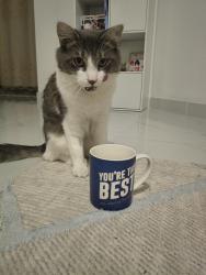 Lost Male Cat last seen Lansing Street and surrounds, Queens Park, WA 6107