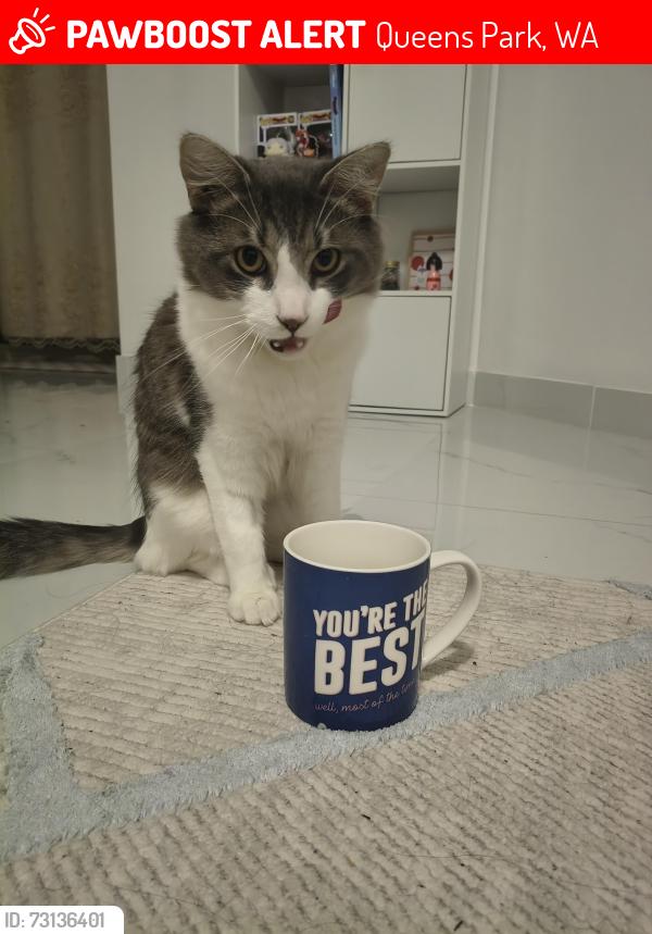 Lost Male Cat last seen Lansing Street and surrounds, Queens Park, WA 6107