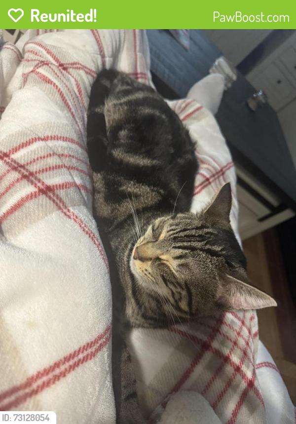 Reunited Female Cat last seen Morse Avenue, Sacramento, CA 95821
