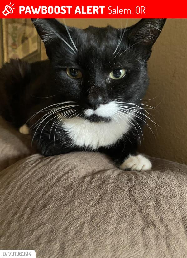 Lost Male Cat last seen Farrell Ave Ne 97301, Salem, OR 97301