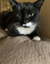 Lost Male Cat last seen Farrell Ave Ne 97301, Salem, OR 97301