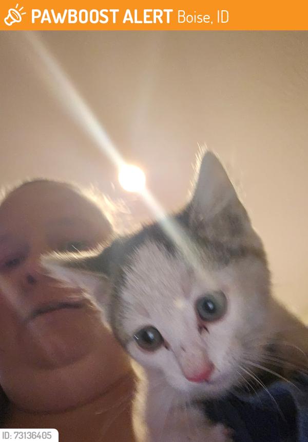 Found/Stray Unknown Cat last seen Valley and WGiants Dr, Boise, ID 83709