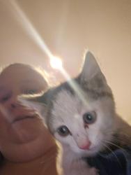 Found/Stray Unknown Cat last seen Valley and WGiants Dr, Boise, ID 83709