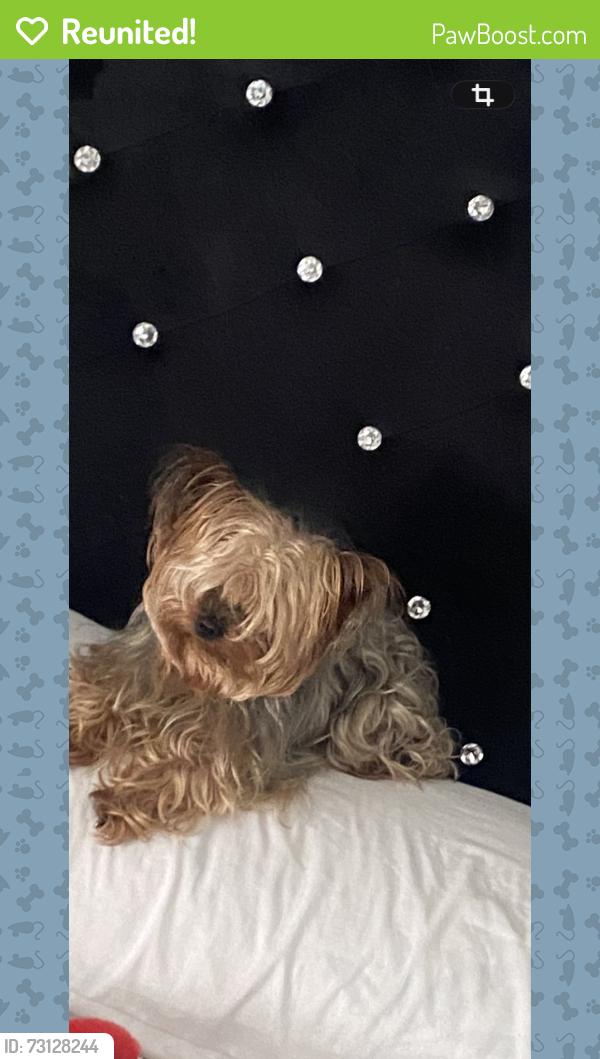 Reunited Male Dog last seen Rimon, Houston, TX 77042