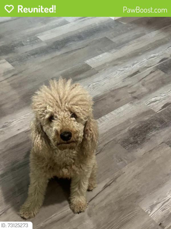 Reunited Female Dog last seen NW 28th St, Fort Worth, TX, USA, Fort Worth, TX 76164
