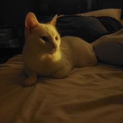 Reunited Female Cat last seen W Ave H 7, Lancaster, CA 93534, USA, Lancaster, CA 93534