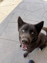 Lost Female Dog last seen Bridgewood, Killeen, TX 76549