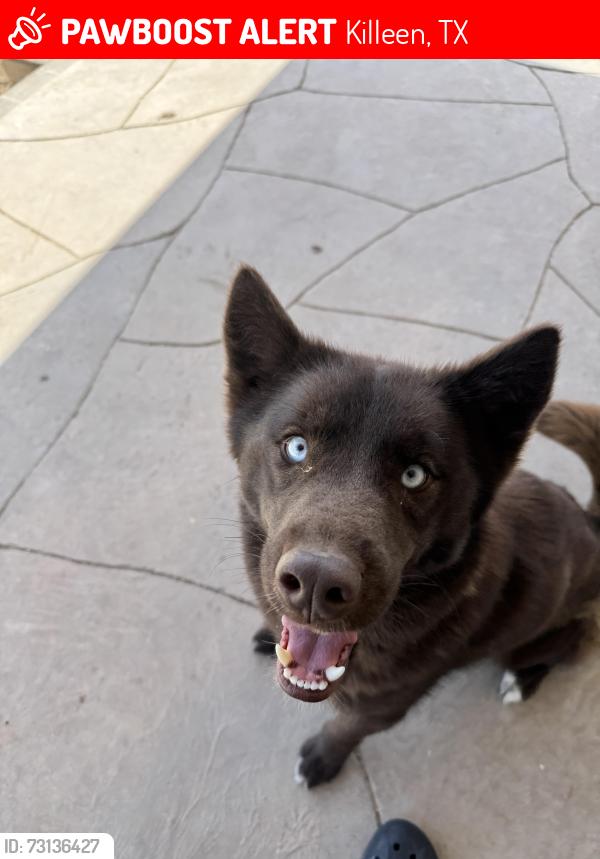 Lost Female Dog last seen Bridgewood, Killeen, TX 76549