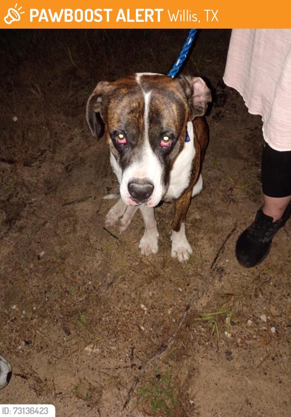 Found/Stray Male Dog last seen Hwy 75, Willis, TX 77378