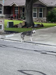 Found/Stray Female Dog last seen Sage oak st, Live Oak, TX 78233