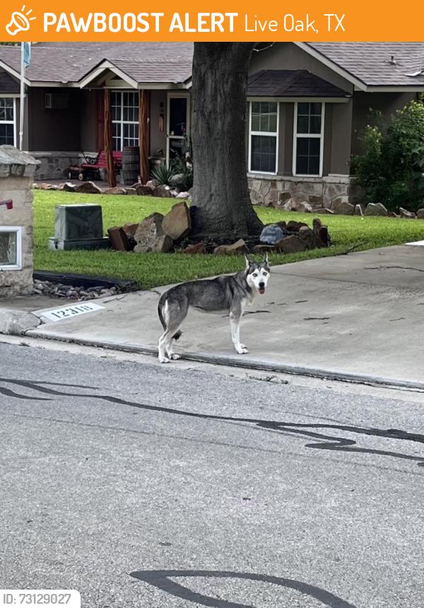 Found/Stray Female Dog last seen Sage oak st, Live Oak, TX 78233