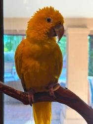 Lost Male Bird last seen Ahwatukee/ Warner & Elliot Loop, Phoenix, AZ 85044