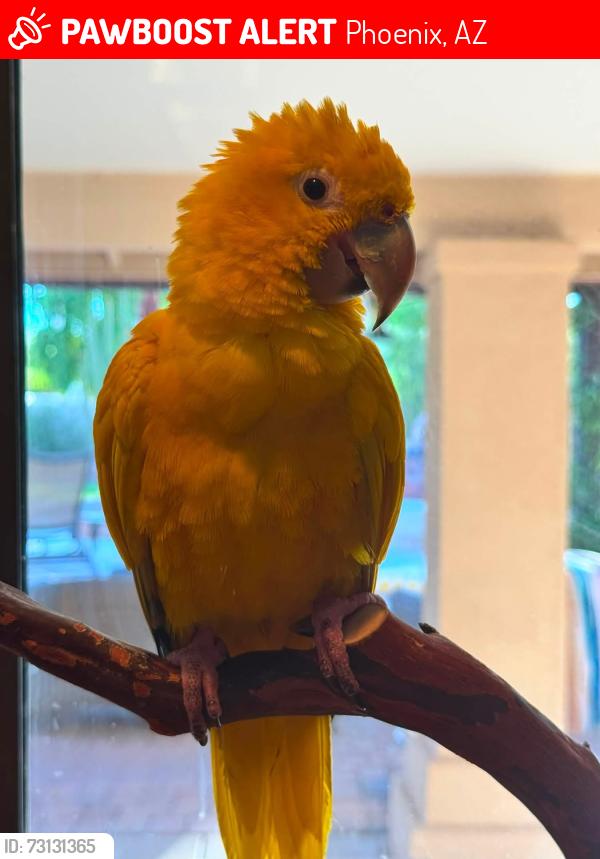 Lost Male Bird last seen Ahwatukee/ Warner & Elliot Loop, Phoenix, AZ 85044
