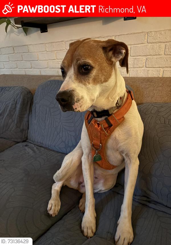 Lost Female Dog last seen Edgewood ave and Walton Ave , Richmond, VA 23222