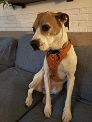 Lost Female Dog last seen Edgewood ave and Walton Ave , Richmond, VA 23222