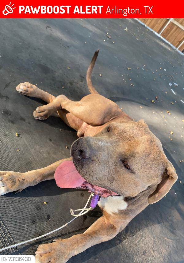 Lost Male Dog last seen Cooper, Sanford & Division area, Arlington, TX 76012