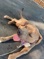 Lost Male Dog last seen Cooper, Sanford & Division area, Arlington, TX 76012