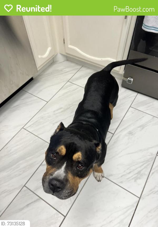 Reunited Male Dog last seen Harbor Springs St, San Antonio, TX 78245, USA, San Antonio, TX 78245