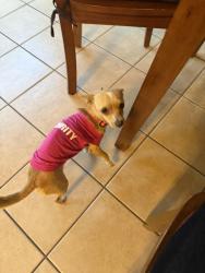 Reunited Female Dog last seen Camp Edison, Shaver Lake, CA 93602