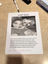 Lost Female Dog last seen Benner and montague streets, Philadelphia, PA 19135