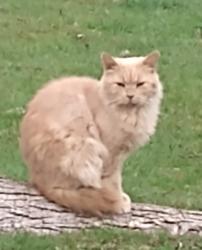 Reunited Male Cat last seen Rose Street and Park Road, Sacramento, CA 95838