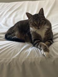 Lost Male Cat last seen Andover, Seattle, WA 98144