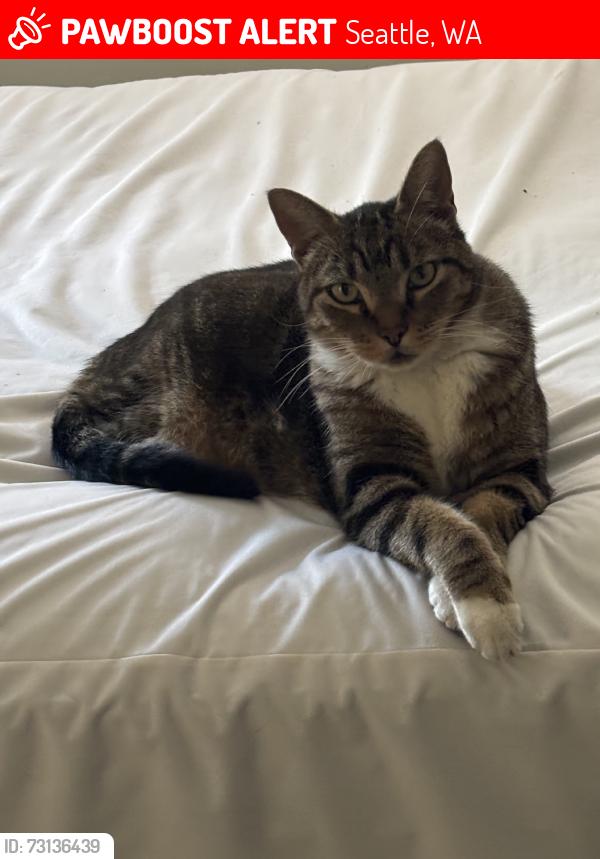 Lost Male Cat last seen Andover, Seattle, WA 98144