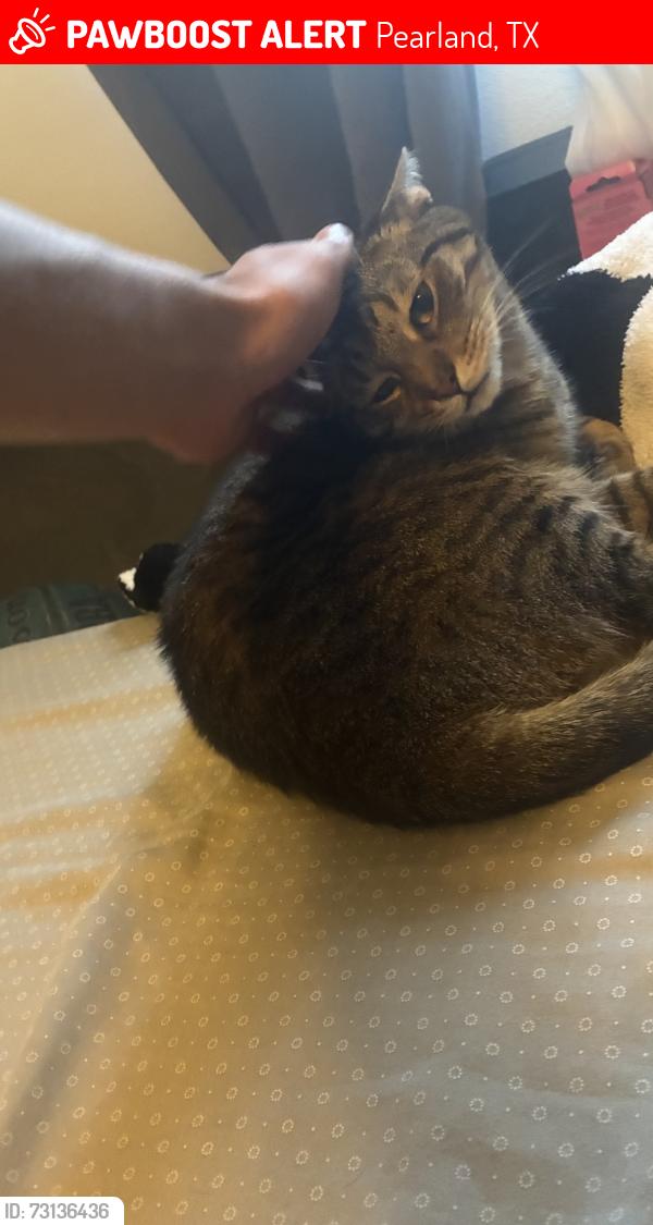 Lost Female Cat last seen Bailey rd and Kennedy dr, Pearland, TX 77584