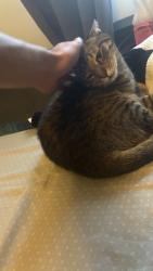 Lost Female Cat last seen Bailey rd and Kennedy dr, Pearland, TX 77584