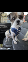 Lost Male Dog last seen Calhoun falls SC, Calhoun Falls, SC 29628