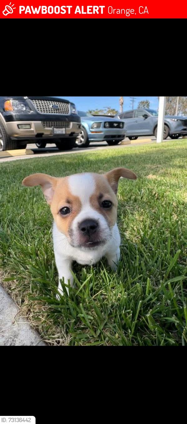 Lost Male Dog last seen Wanda, Orange, CA 92867