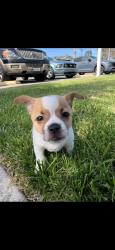 Lost Male Dog last seen Wanda, Orange, CA 92867