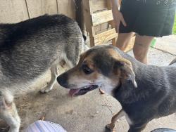Found/Stray Male Dog last seen Crakston, Houston, TX 77040