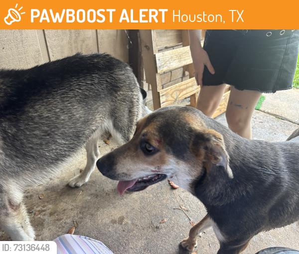 Found/Stray Male Dog last seen Crakston, Houston, TX 77040