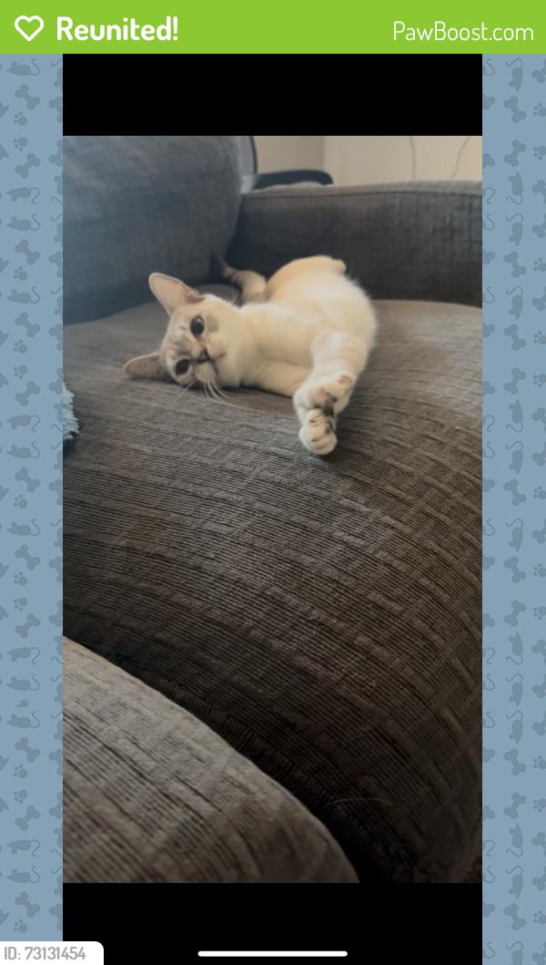 Reunited Female Cat last seen Maxwell ct by Ryan Bonaminio park, Riverside, CA 92502