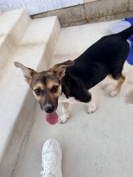 Reunited Female Dog last seen North of main street in Yukon behind the flour mills, Yukon, OK 73099