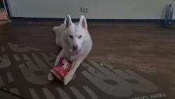 Lost Male Dog last seen Chula vista, Chula Vista, CA 91912