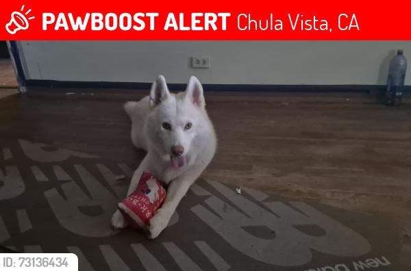 Lost Male Dog last seen Chula vista, Chula Vista, CA 91912