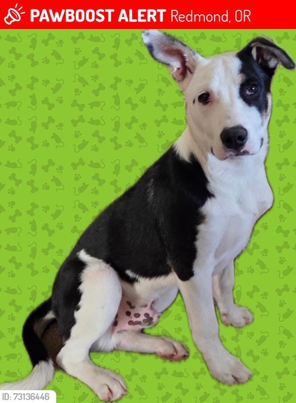 Lost Male Dog last seen Volcano Ave, Redmond, OR 97756