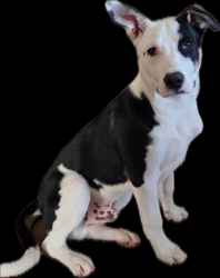 Lost Male Dog last seen Volcano Ave, Redmond, OR 97756