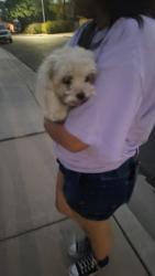 Reunited Unknown Dog last seen Lakeshore Dr and 220th Avenue, Avondale, AZ 85392