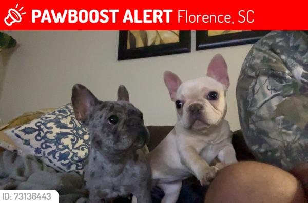 Lost Female Dog last seen LAUREL CIR & LAUREL LN, Florence, SC 29506