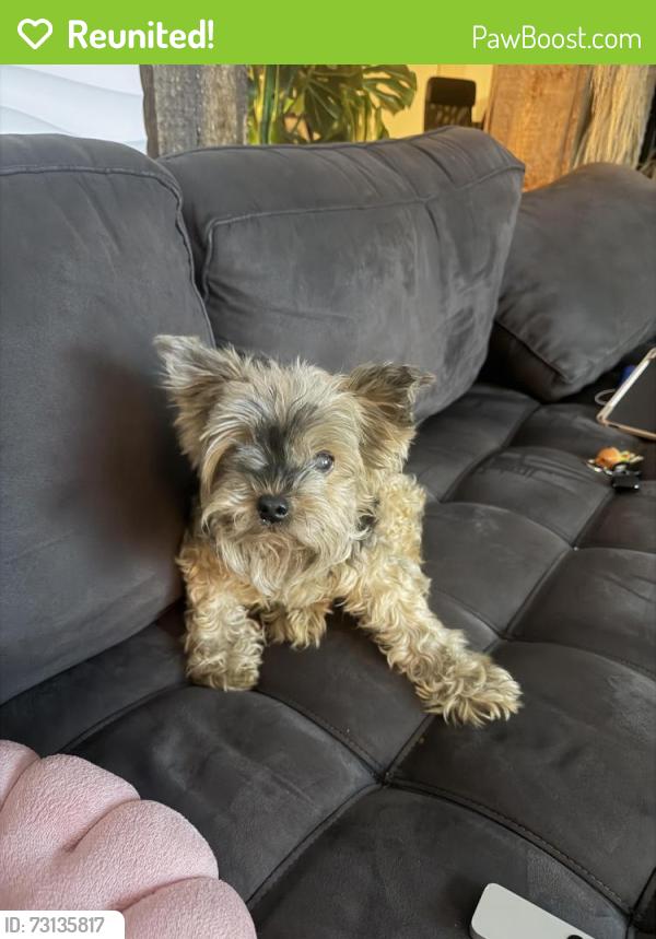Reunited Female Dog last seen Near Rodman St, Hollywood, FL 33020