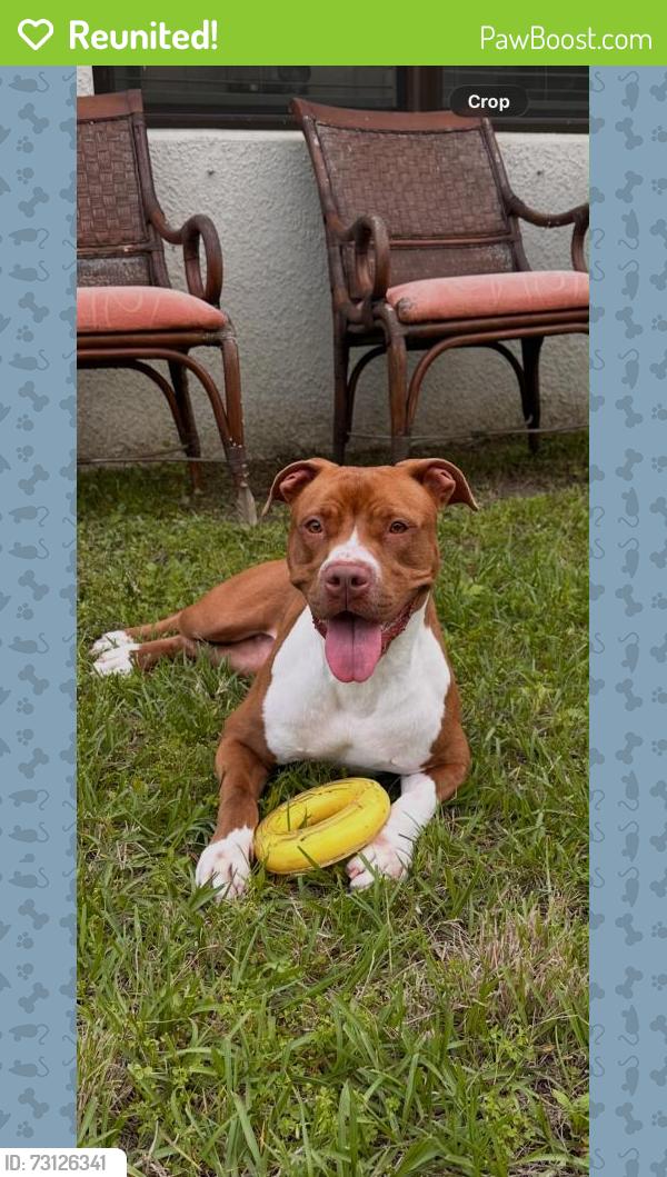 Reunited Female Dog last seen Bravo supermarket parking, Fort Pierce, FL 34945
