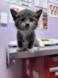 Shelter Stray Female Cat last seen Near Frutas Ave, CITY of El Paso, TX, 5001 Fred Wilson Ave, El Paso, TX 79906, USA